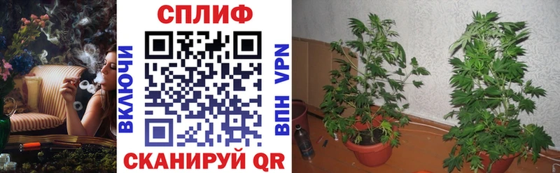 купить   Пыталово  Марихуана тримм 
